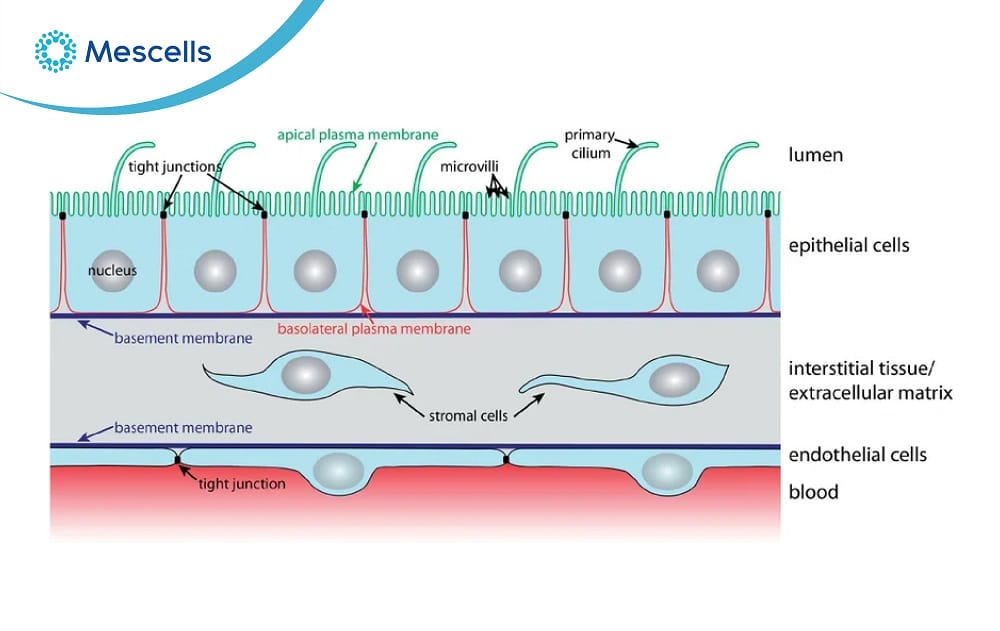 Tế bào biểu mô-04