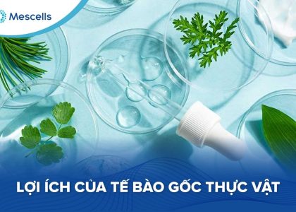 Tế bào gốc thực vật-01