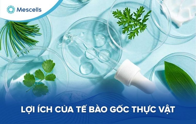 Tế bào gốc thực vật-01