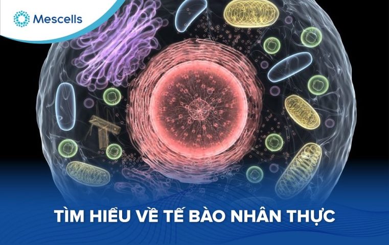 Tế bào nhân thực-01