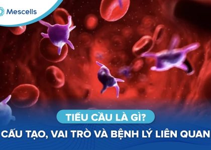 Tiểu cầu là gì