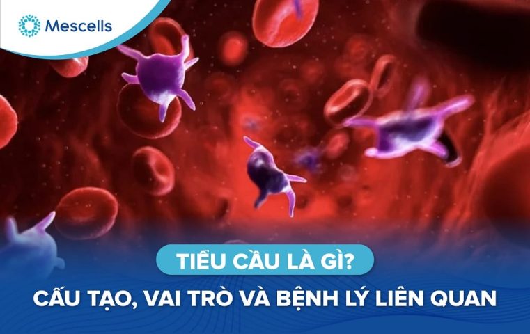 Tiểu cầu là gì