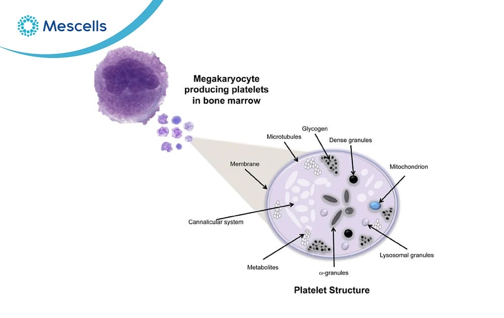 Tiểu cầu là gì