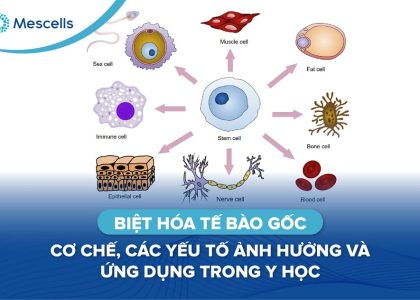 Biệt hóa tế bào gốc-01
