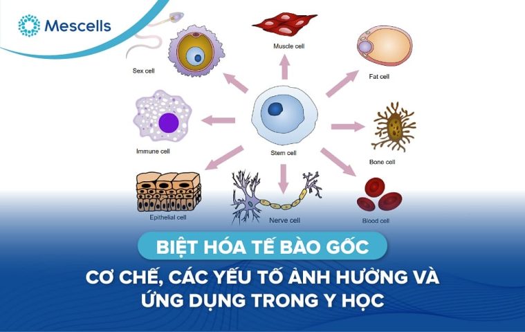 Biệt hóa tế bào gốc-01