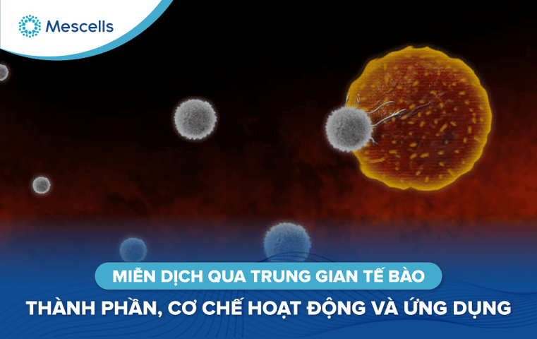 Miễn dịch qua trung gian tế bào-01