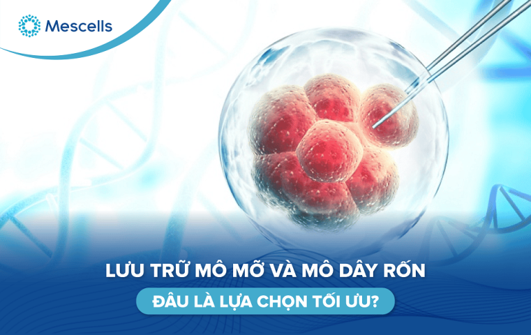 So sánh mô mỡ và mô dây rốn