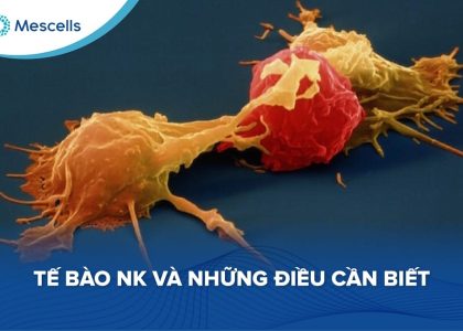 Tế bào NK-01
