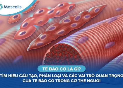 Tế bào cơ là gì-01