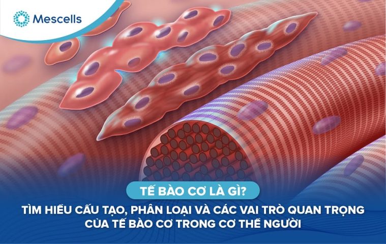 Tế bào cơ là gì-01