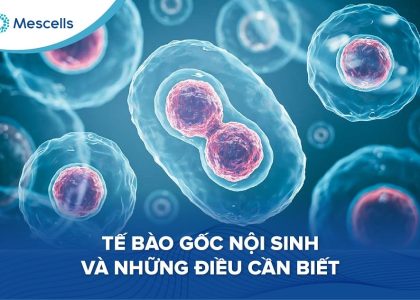 Tế bào gốc nội sinh-01