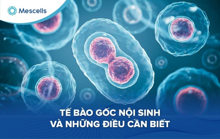 Tế bào gốc nội sinh-01