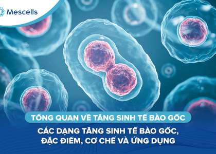 Tổng quan về tăng sinh tế bào gốc-01