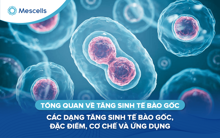 Tổng quan về tăng sinh tế bào gốc-01