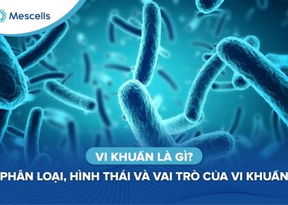 Vi khuẩn là gì-01