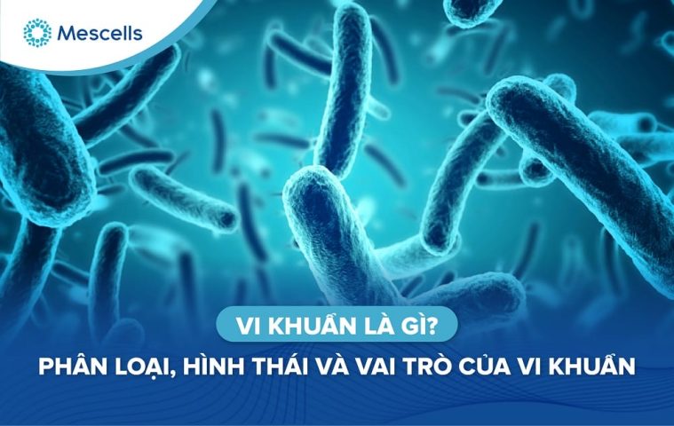 Vi khuẩn là gì-01