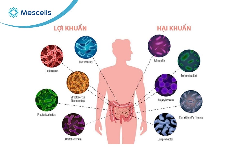 Vi khuẩn là gì-07