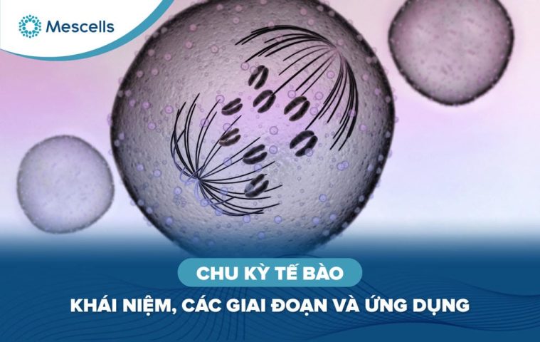 Chu kỳ tế bào là gì-01