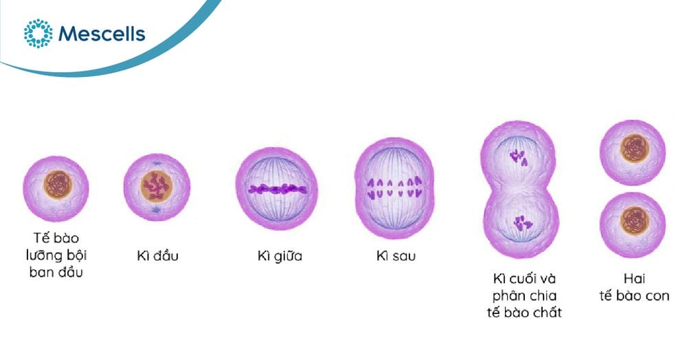 Chu kỳ tế bào là gì-02