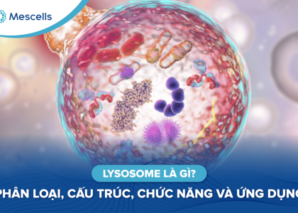 Lysosome là gì-01