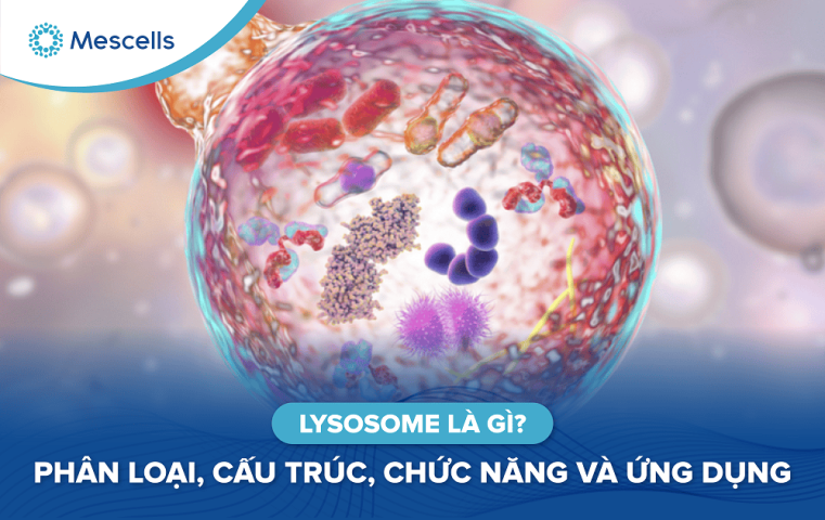 Lysosome là gì-01