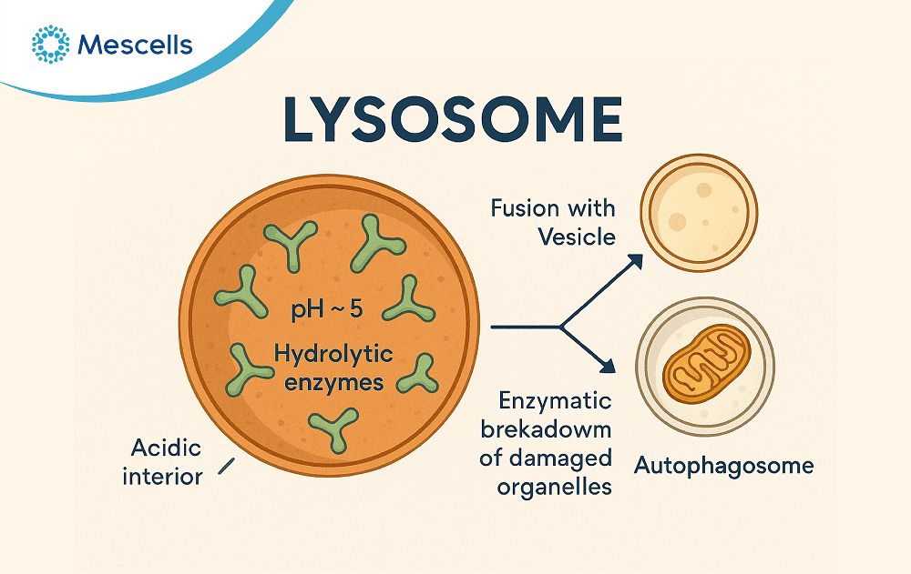 Lysosome là gì-02