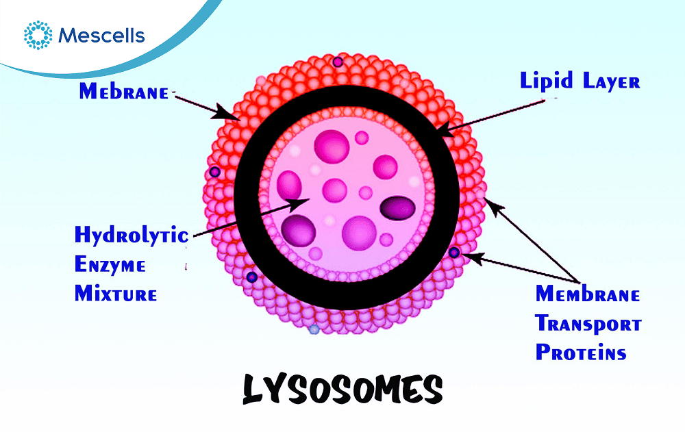 Lysosome là gì-03
