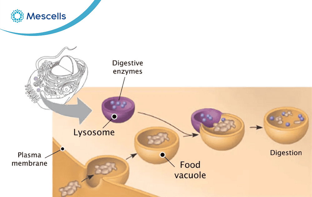 Lysosome là gì-04