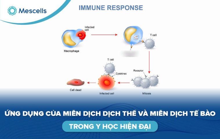 Miễn dịch dịch thể và miễn dịch tế bào-01