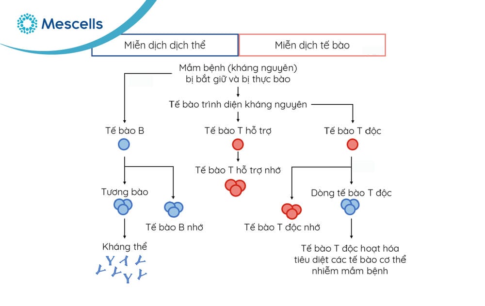 Miễn dịch dịch thể và miễn dịch tế bào-04