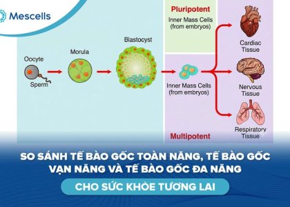 So sánh tế bào gốc toàn năng, vạn năng và đa năng-01