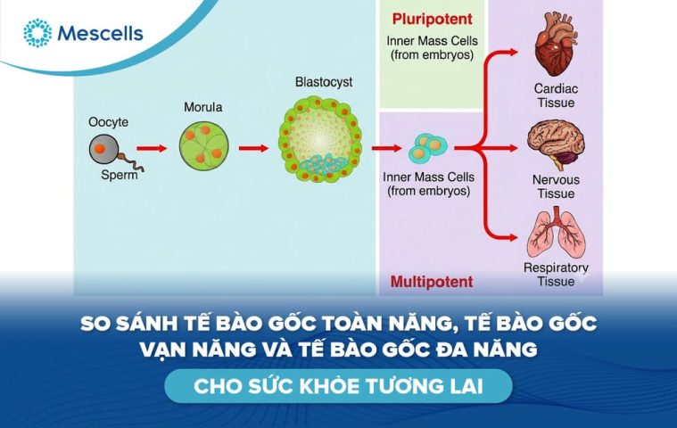 So sánh tế bào gốc toàn năng, vạn năng và đa năng-01