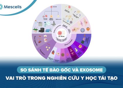 So sánh tế bào gốc và Exosome-01
