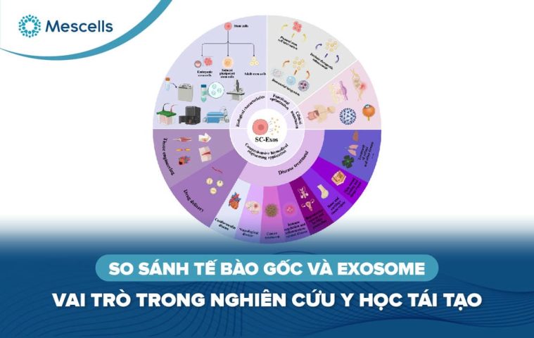 So sánh tế bào gốc và Exosome-01