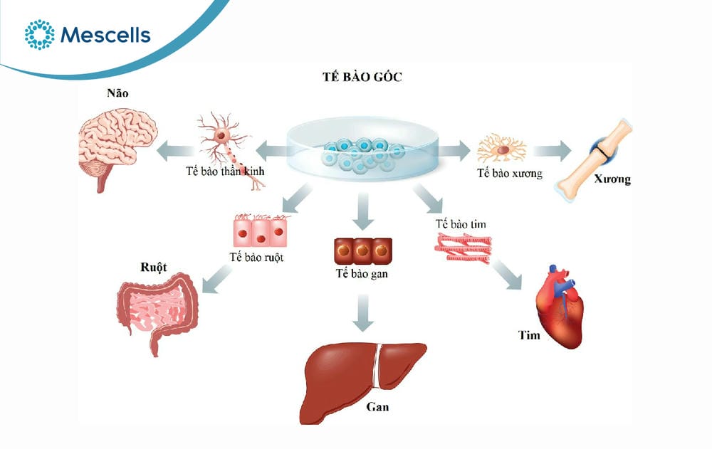 So sánh tế bào gốc và Exosome-02