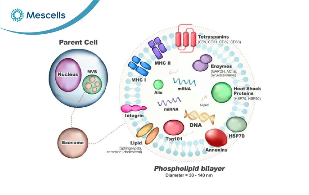 So sánh tế bào gốc và Exosome-03