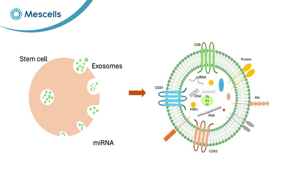 So sánh tế bào gốc và Exosome-04