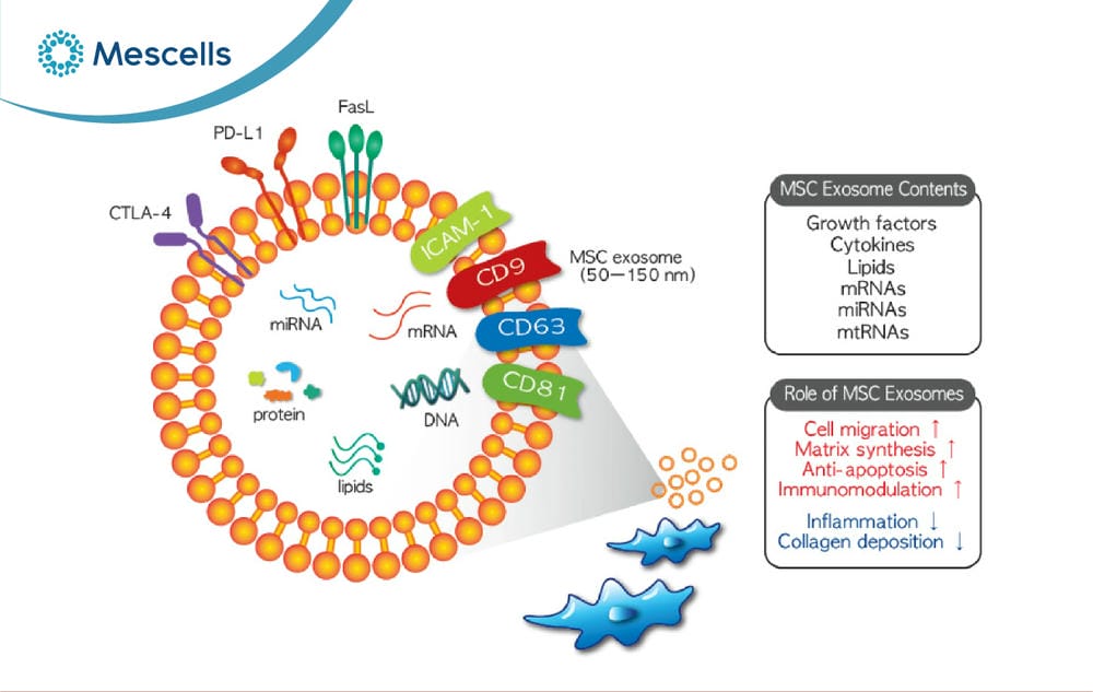 So sánh tế bào gốc và Exosome-05
