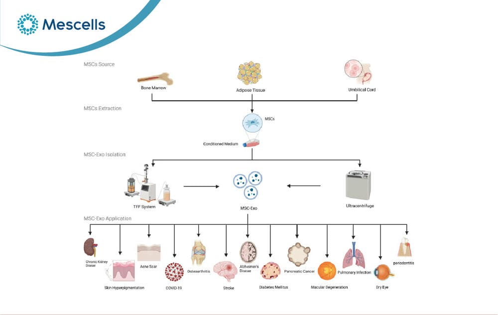 So sánh tế bào gốc và Exosome-06