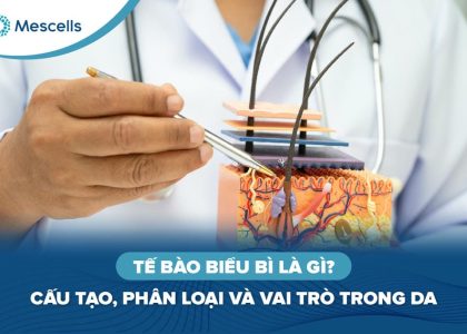 Tế bào biểu bì là gì-01