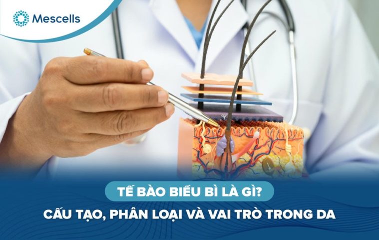 Tế bào biểu bì là gì-01