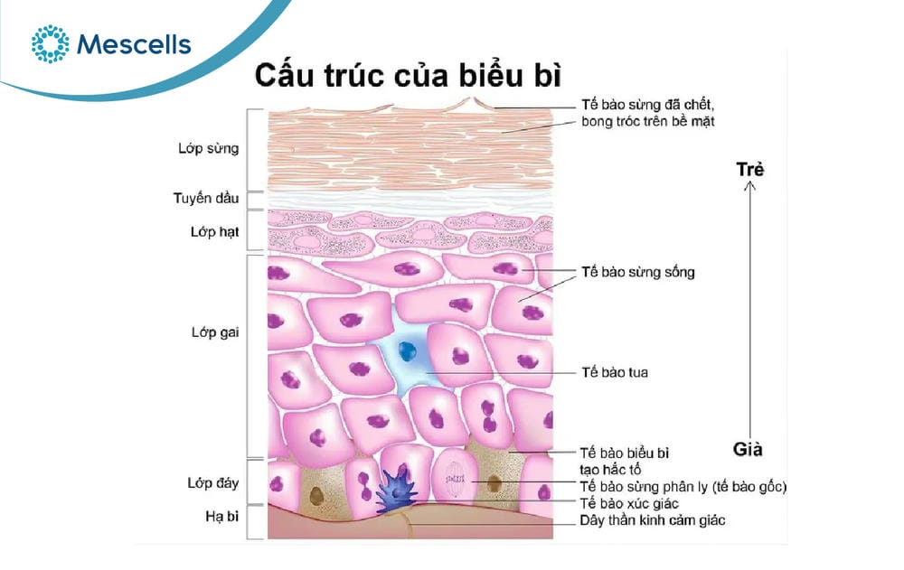 Tế bào biểu bì là gì-02