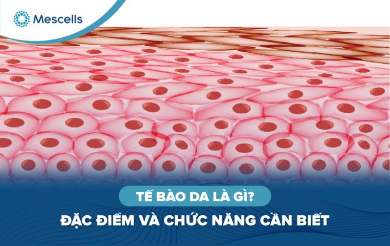 Tế bào da là gì-01