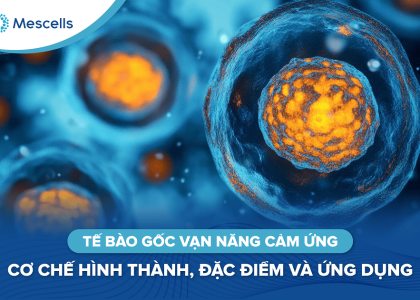 Tế bào gốc vạn năng cảm ứng-01