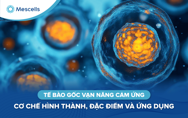 Tế bào gốc vạn năng cảm ứng-01