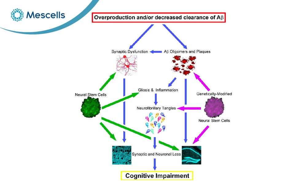 Tiềm năng của tế bào gốc trong điều trị bệnh Alzheimer-04