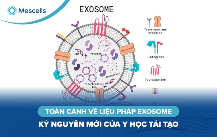 Toàn cảnh về liệu pháp Exosome-01