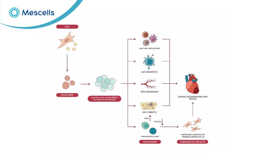 Toàn cảnh về liệu pháp Exosome-02