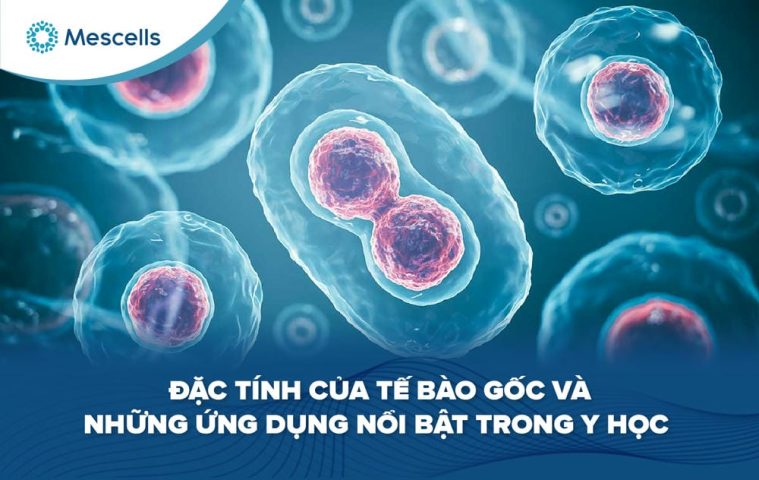 Đặc tính của tế bào gốc-01