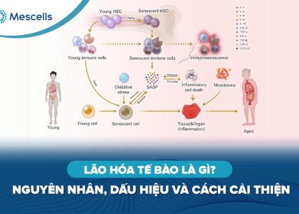 Lão hóa tế bào là gì-01